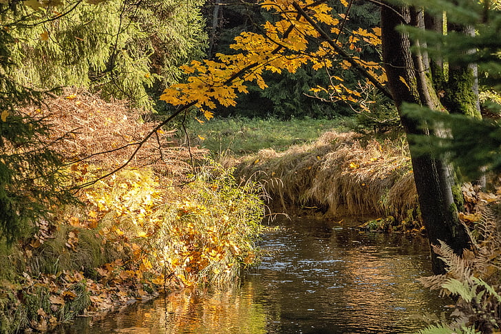 Outono, o riacho, cor, natureza, folha, árvore, floresta