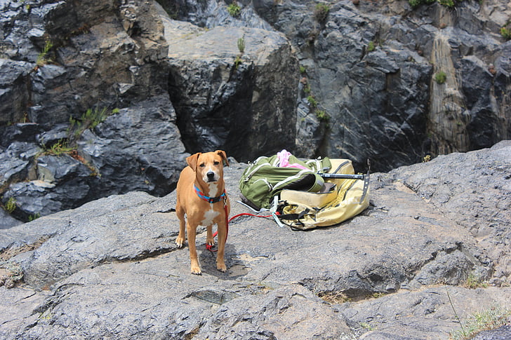 šuo, žygiai pėsčiomis, akmenų, Ensenada, šuolis, naminių gyvūnėlių, gyvūnų