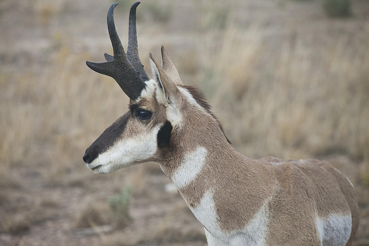 pronghorn, wild, nature, wildlife, animal, country, countryside