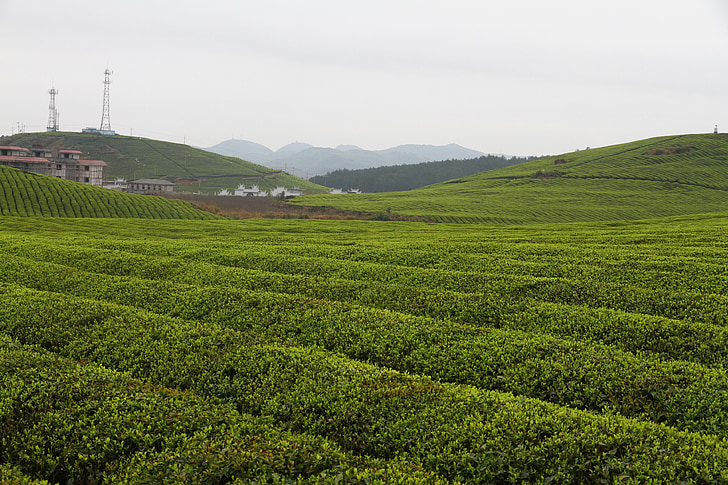 Kina, Hunan, Fenghuang, tea garden