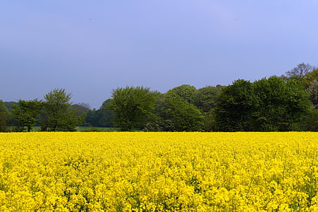 området för rapeseeds, Brassica napus, gröda, Blossom, Bloom, odling, gul