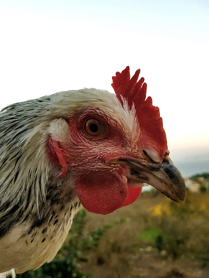 κοτόπουλο, μπλε, κόκκινο, πουλί, κοτόπουλο - πουλί, ζωικό κεφάλαιο, κατοικίδια ζώα