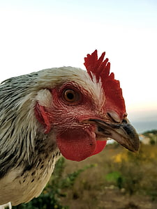 chicken, blue, red, bird, chicken - bird, livestock, domestic animals
