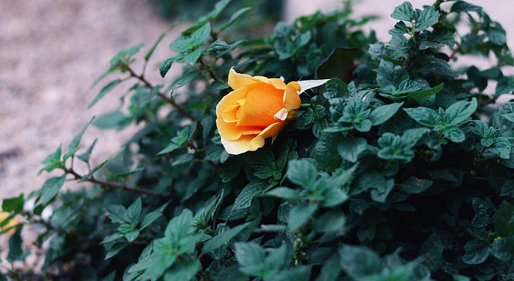 žuta, ruža, cvijet, cvatu, preko dana, latica, priroda