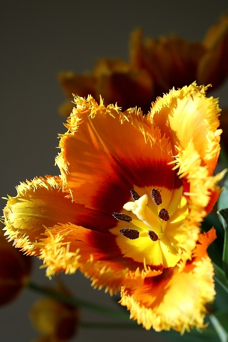 tulipán, Flóra, virágok, virág, élet, Pistil, világos