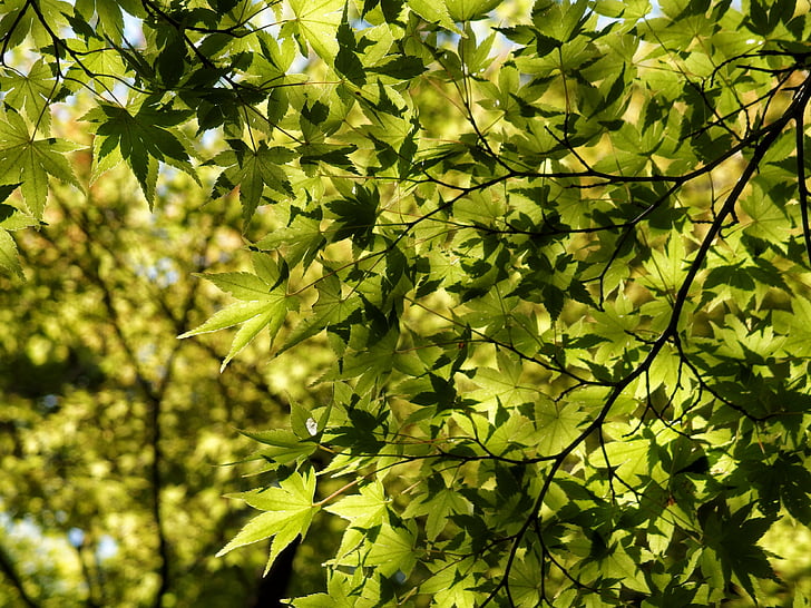 листа, клен, листа, зеленина, растителна, японски клен, природата