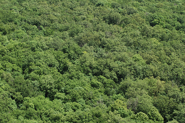 skog, trær, natur, grønn, landskapet