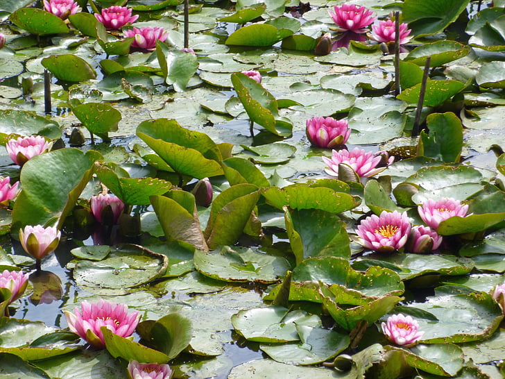 gul, vann-liljer, rosa, innsjø rosengewächs, dammen, akvatiske plante, blomst