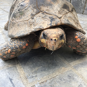 turtle, tortoise, slow, shell, pet, land, dirt