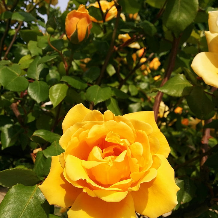 geltona rožė, Rosa, rožės, gėlė, sodas, Gamta, gėlės
