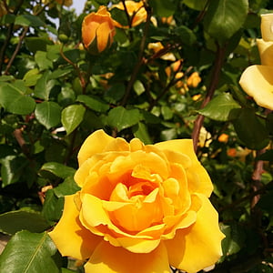 kollane roos, Rosa, roosid, lill, Aed, loodus, lilled