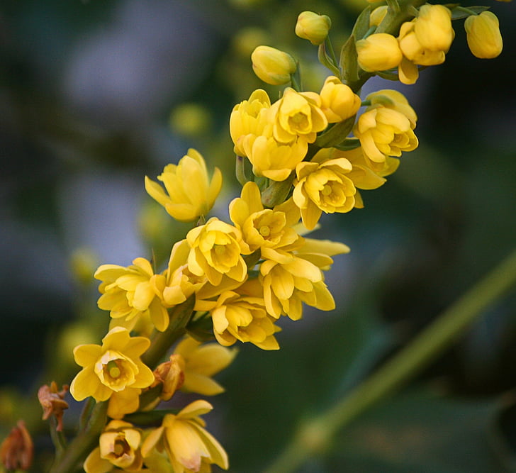 flor de estat d'Oregon, Mahonia flors, Grèvol de raïm d'Oregon, floral, planta, natural, flor