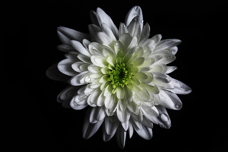 kwiat, kolor, zielony, biały, makro, Canon, Canon 1200d