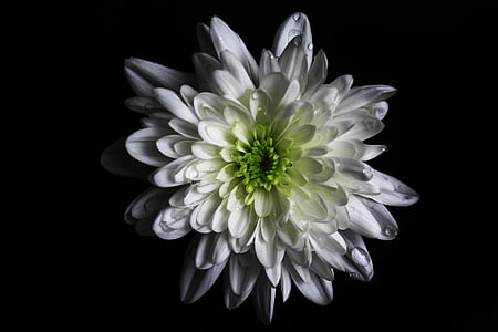 bloem, kleur, groen, wit, macro, Canon, Canon 1200d