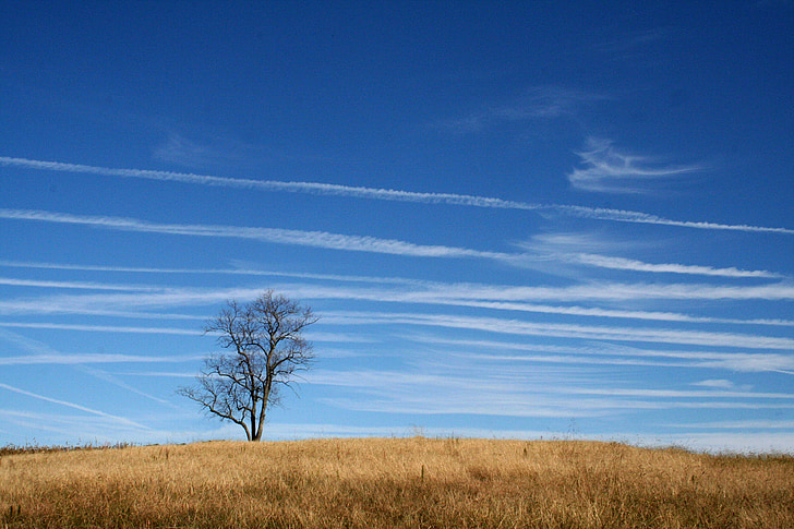 Prairie, prato, Midwest, campagna, pascolo, nuvole, albero