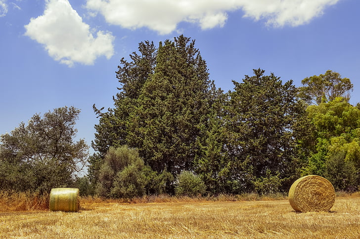 hay, bales, field, straw, agriculture, countryside, meadow