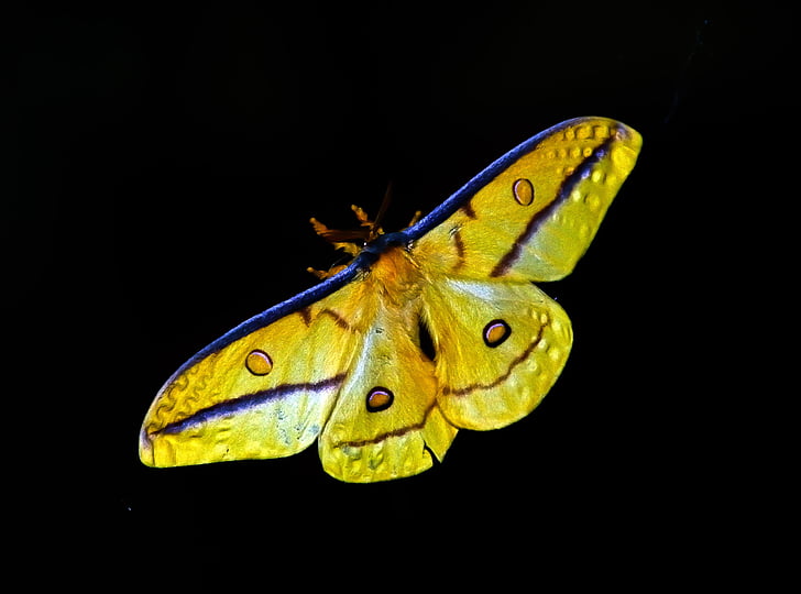 papallona, insecte, groc, papallona - insecte, natura, animal, ala animal