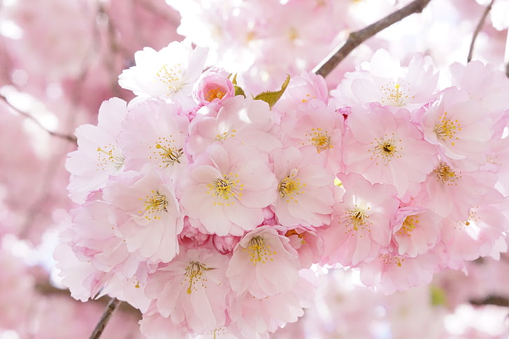 japanilaisten kirsikkapuiden, koriste kirsikka, kukka puu, kirsikankukka, vaaleanpunainen, Blossom, Bloom
