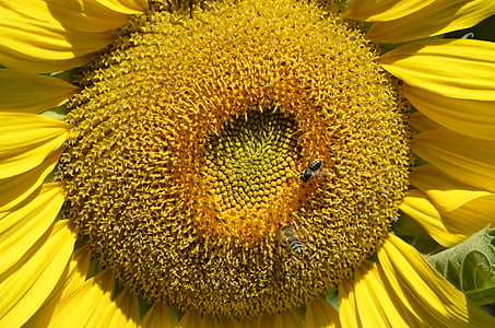 Sonnenblume, in der Nähe, Sommer, Sonne, Natur, Anlage, Blumen
