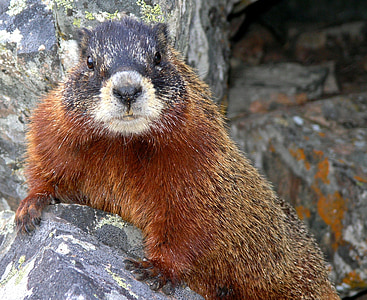marmot, yellow-bellied, wildlife, portrait, wild, rodent, park