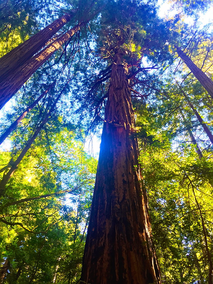 skog, Redwoods, trær, treet, trestamme, lav vinkelsikt, skog