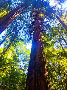 forest, redwoods, trees, tree, tree trunk, low angle view, woodland