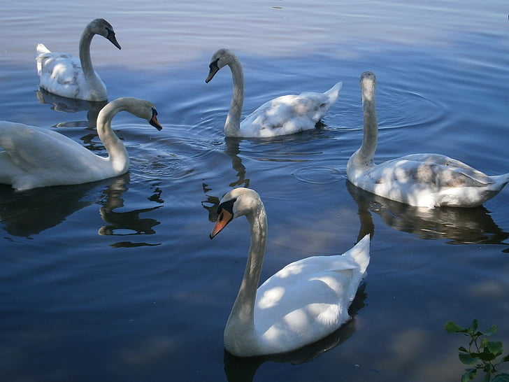 swan, swans, birds, water bird, pond, white, feather