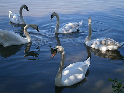Swan, svanar, fåglar, vatten fågel, dammen, vit, fjäder
