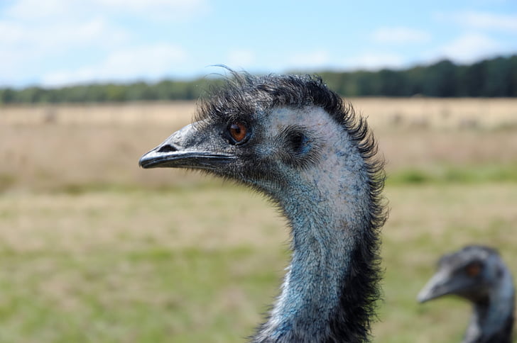 EMU, állatkert, állatok, fej, állat