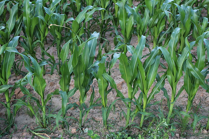 field, corn, a field of corn, field crops, agriculture, farm, nature