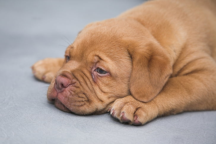 dogue เดอบอร์กโดซ์, ลูกสุนัข, สุนัข, หวาน, น่ารัก, นอนหลับ, สุนัข