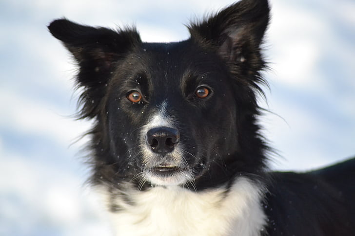 perro, imagen de invierno, collie de frontera, animales de compañía, animal, canino, perro pastor