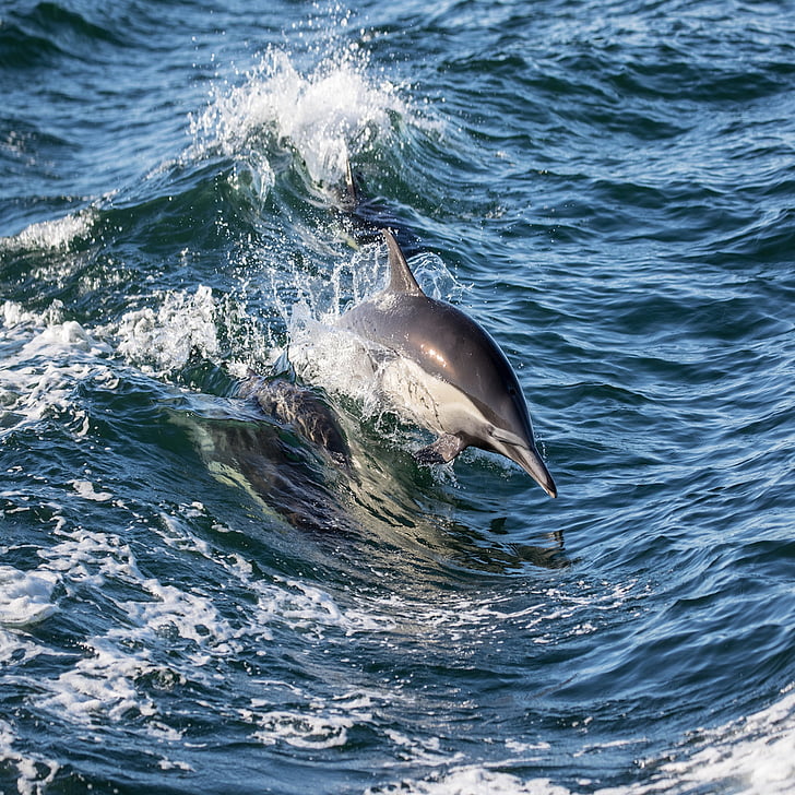 Dolphin, rådgivning, inspiration, ett djur, fisk, havet, hoppning