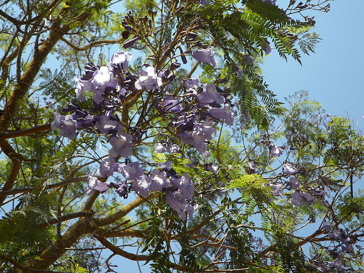 Jacaranda, дерево, цвітіння, цвітіння, квіти, екзотичні, пишність