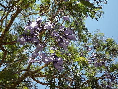 Jacaranda, дърво, Блосъм, Блум, цветя, екзотични, разкош