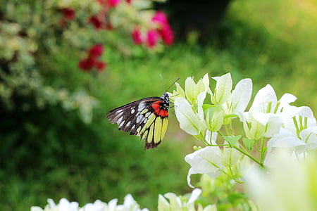 papillon, fleur, public static