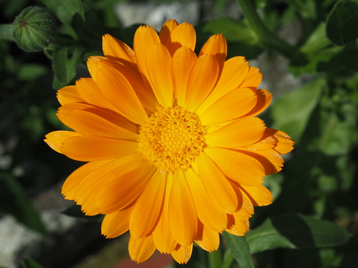 marigold, orange, gardening, calendula officinalis, blossom, bloom, flower