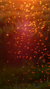 ikke-Mitter, Chironomidae, myg sværm, sværm, myg, fliegenschwarm, tilbage lys
