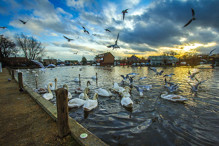 Wroxham, Anglija, labodi, narave, vode