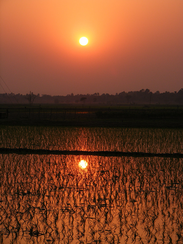 Paddy, ryż niełuskany, zachód słońca, upraw, pole, Rolnictwo, rolnych