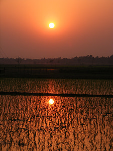 paddy, rice paddy, sunset, crop, field, agriculture, agricultural