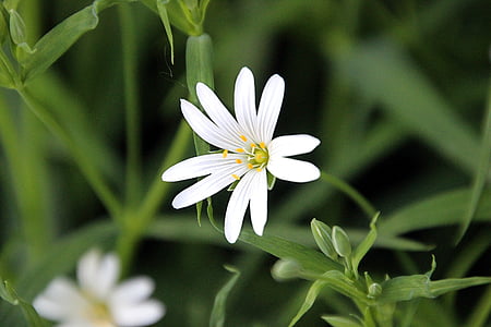 λουλούδι, άνοιξη, λευκό, άνθιση, φύση, χλόη, μακροεντολή