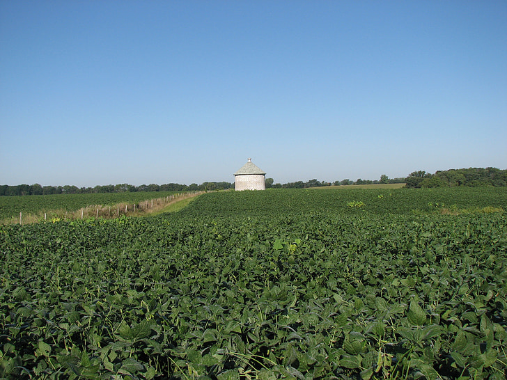 soybean, field, silo, farm, rural, agriculture, crop