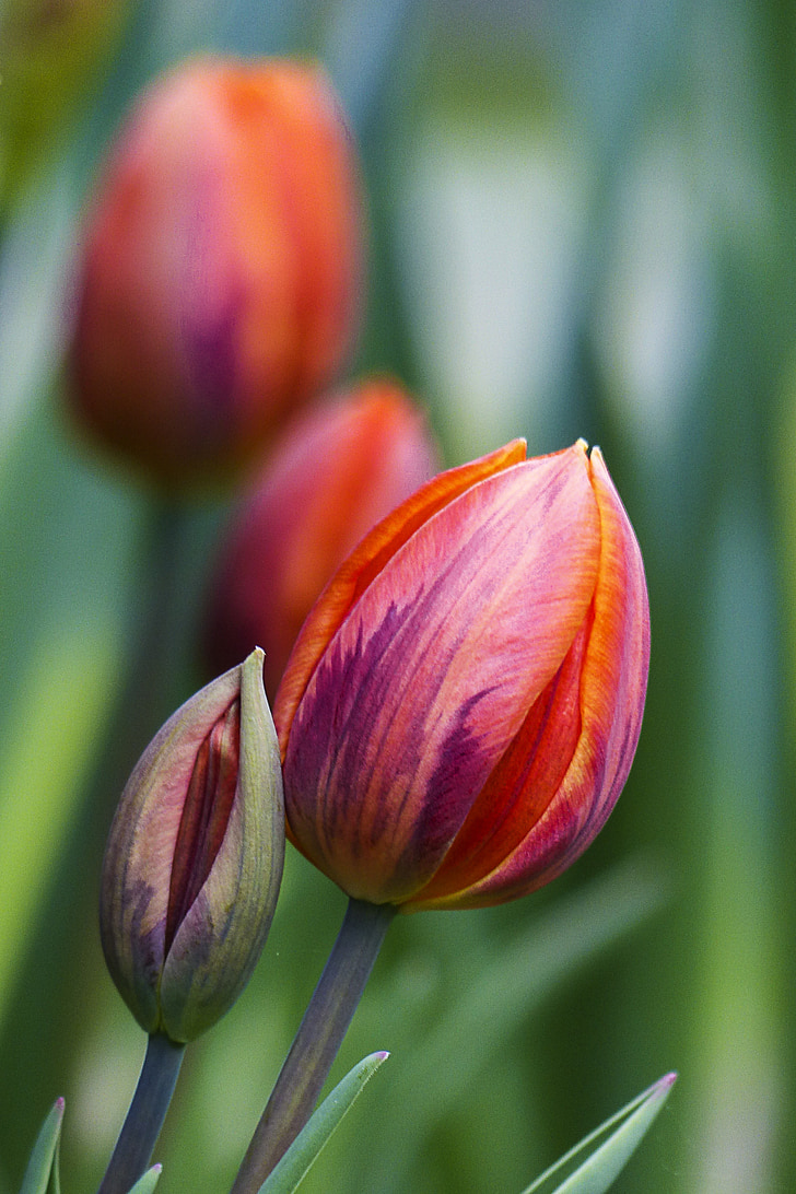 màu đỏ, Tulip, Hoa, Sân vườn, cận cảnh, vĩ mô, Đẹp