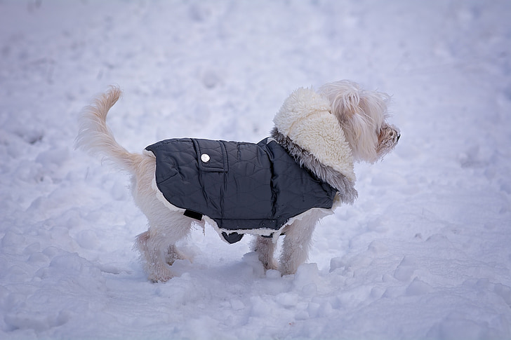 cão, cão jovem, jovem, Branco, Maltês, casaco de cão, roupa do cão