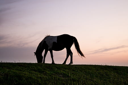 konj, zalazak sunca, silueta, ispašu, jede, trava, nebo