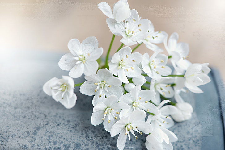 blomma, blommor, vit, vita blommor, anbud, purjolök blomma, stilla liv