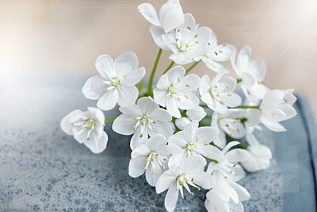 flor, flores, Branco, flores brancas, concurso, flor de alho-poró, ainda vida