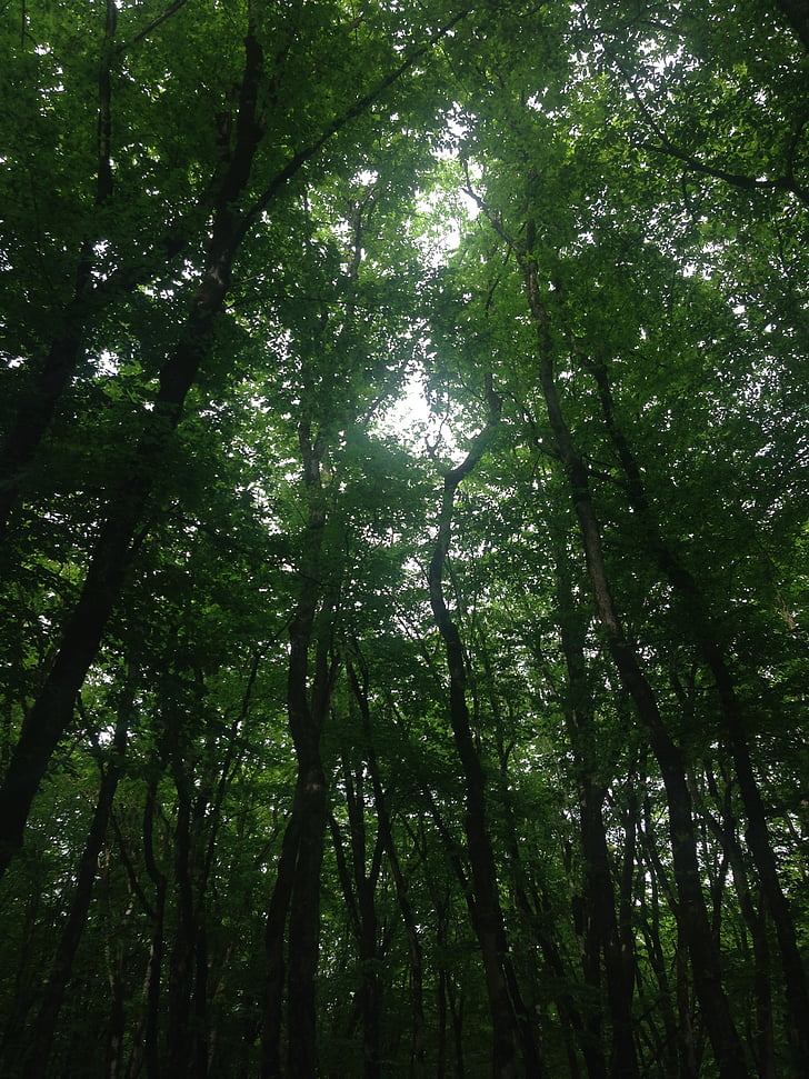 miško, Gamta, medžiai