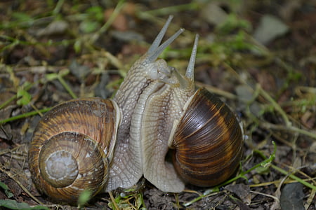 snail, mating, love, nature, macro, love for animals, fell in love